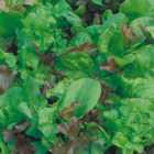 Wilko Lettuce Mix Salad Leaves Seeds